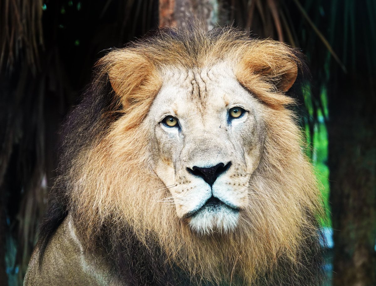 Naples Zoo at Caribbean Gardens, Неаполь: лучшие советы перед посещением -  Tripadvisor