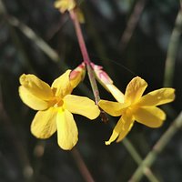 Preciosa la primavera adelantada.
