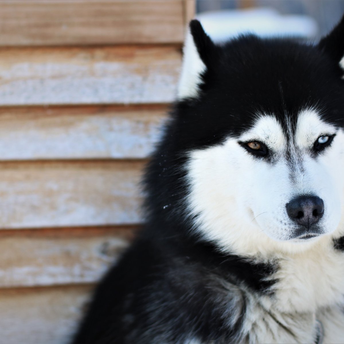 son mini huskies buenas mascotas