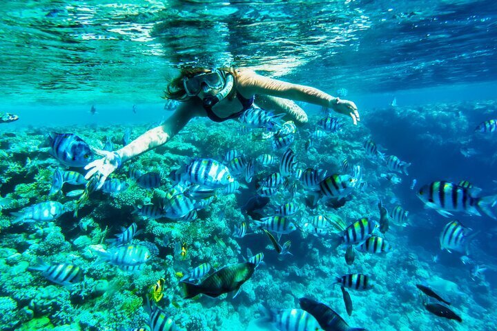 2024 Full-Day Reef Snorkeling in Cozumel from Cancún with Lunch