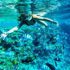 Dzul-Ha Reef (Cozumel, Mexico): Address, - Tripadvisor