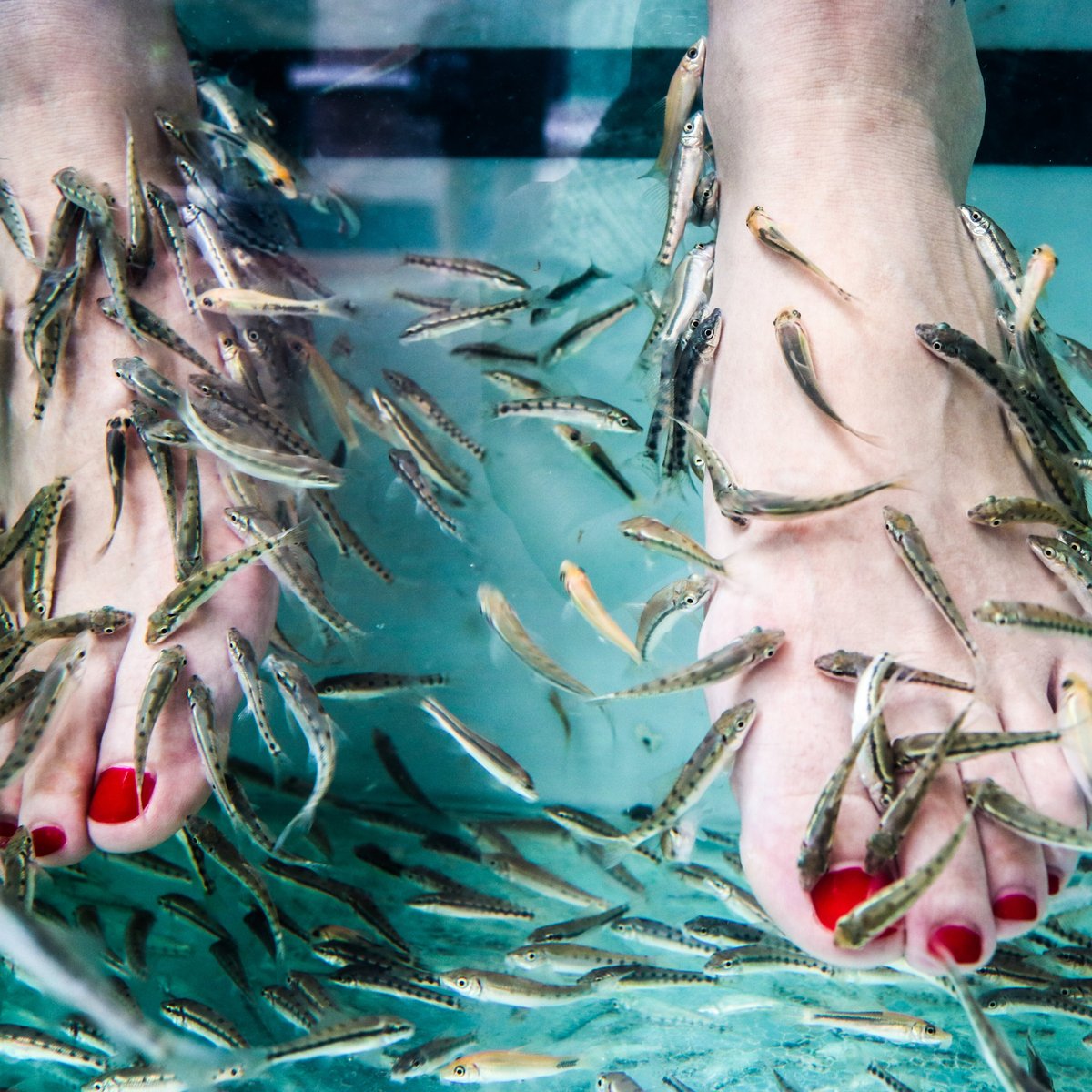 fish-spa-cairns-all-you-need-to-know-before-you-go