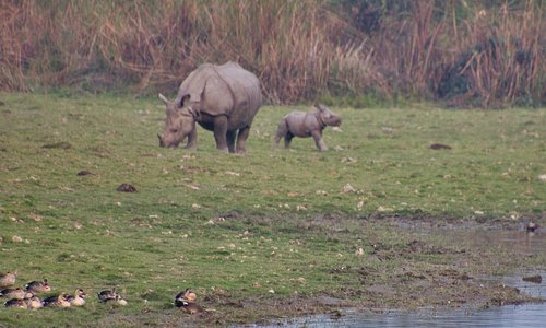 21年 カジランガ国立公園の人気観光スポット ランキング 定番から穴場まで Tripadvisor トリップアドバイザー