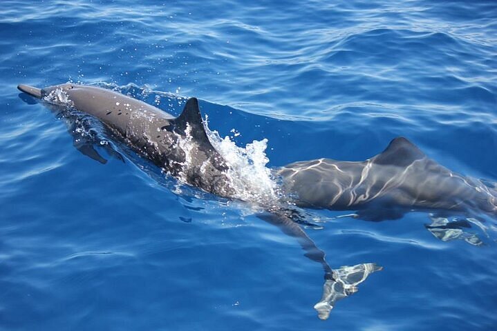 2024 Dolphin Watching in Puerto Escondido