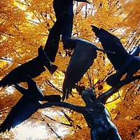 Lady and the Birds