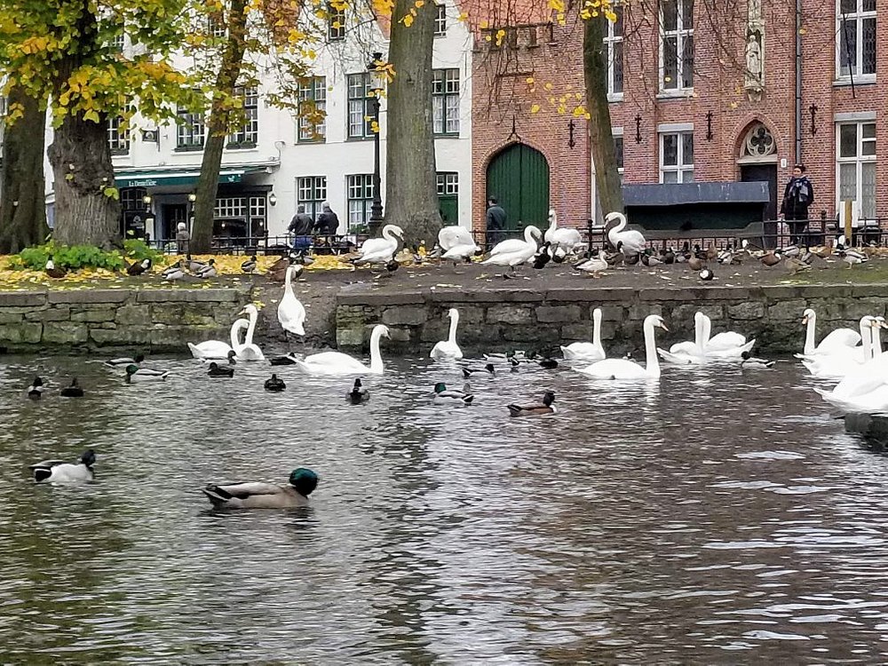 canal trip bruges damme