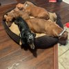 Dachshund-Mama77