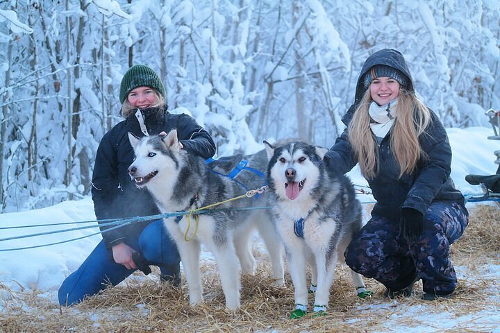 what is a musher in dog sledding