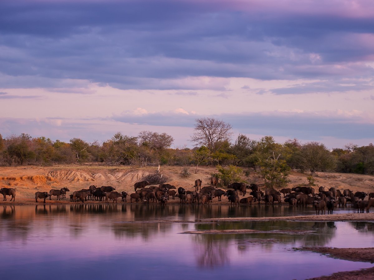 Tshukudu Game Lodge (Hoedspruit) - Lohnt es sich? Aktuell für 2024 (Mit ...