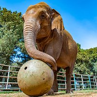 Lanka elephant - photo: Nataša Sundara