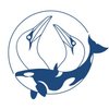 Shetland Seabird Tours