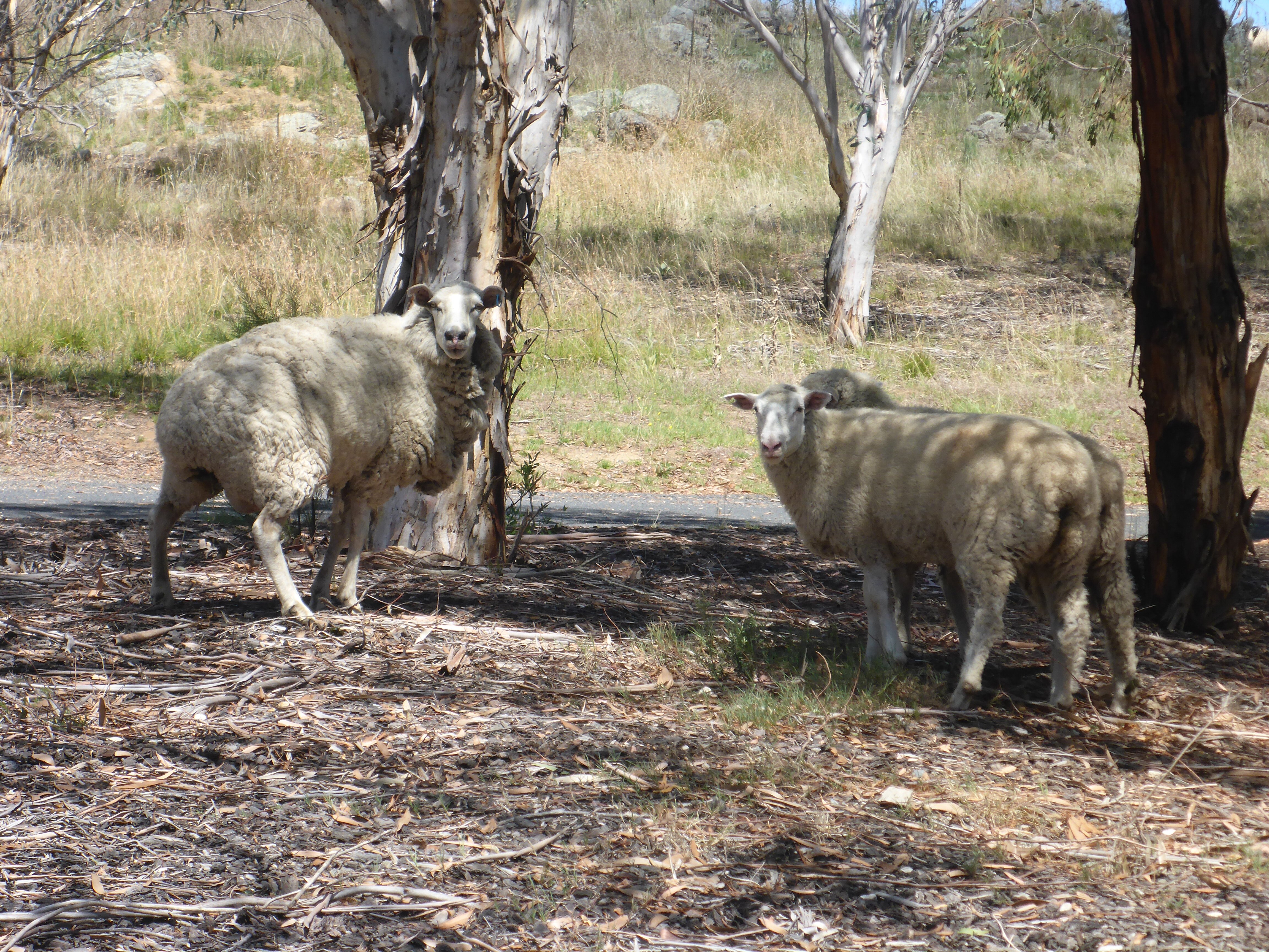 BOMBALA PLATYPUS RESERVE - 2023 What To Know BEFORE You Go