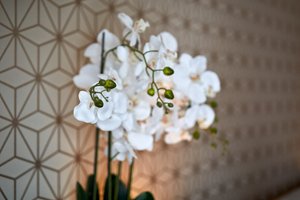 Rom og suite