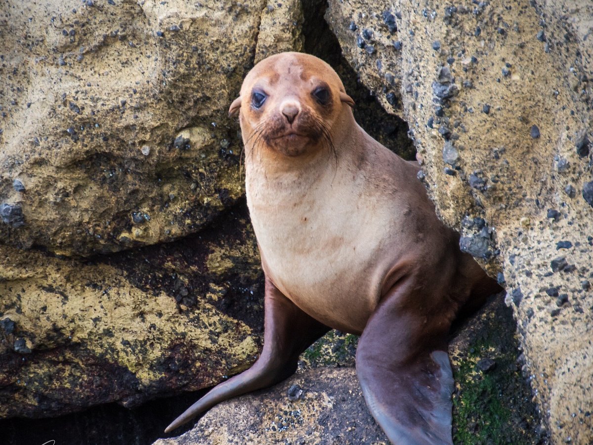 seal tours portland