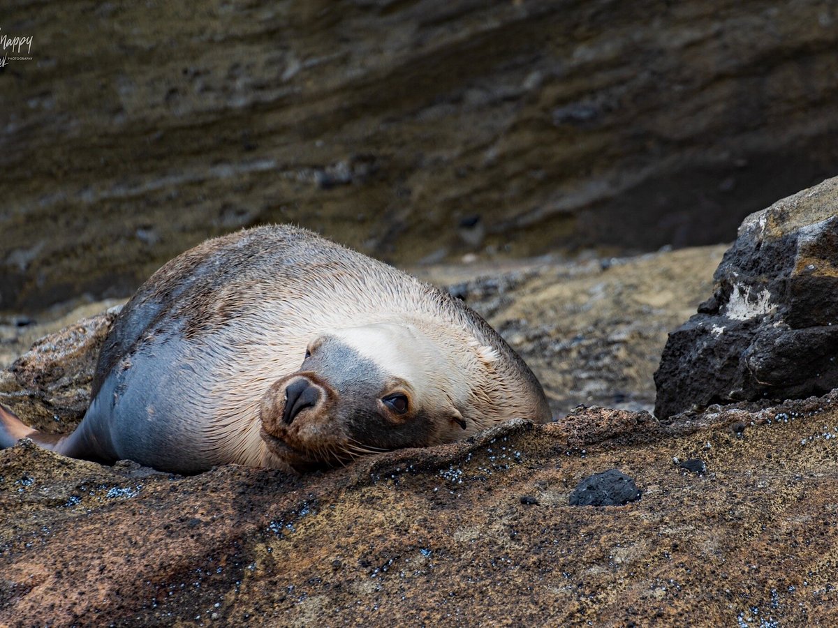 seal tours portland