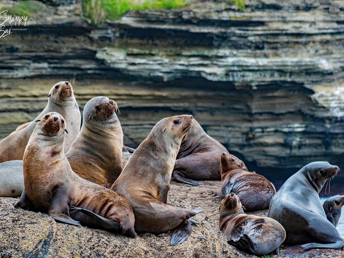 seal tours portland