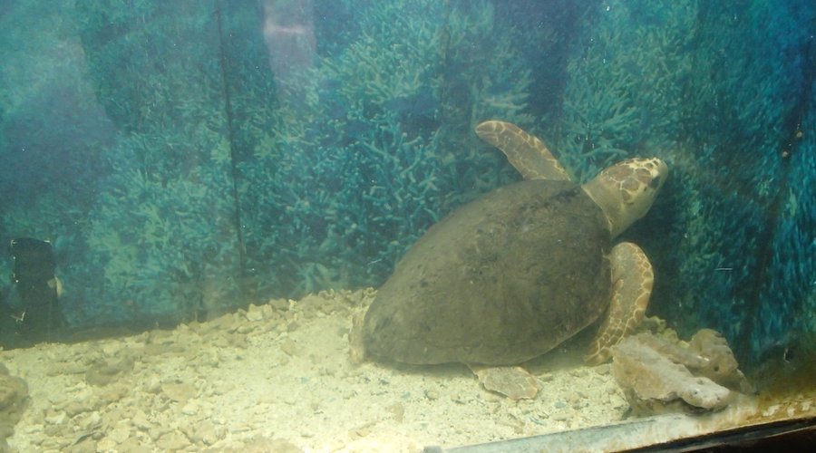 Nobody should pay to see this. Nobody should have to see this. No turtle should have to live this. Do not go to the Hangzhou Zoo.