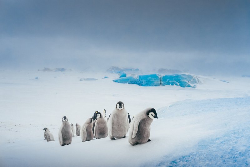 Penguins, Antarctica 