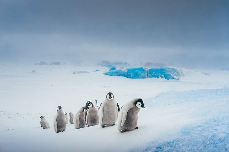 Penguins, Antarctica
