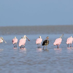 Homestead Florida Airboat Tours