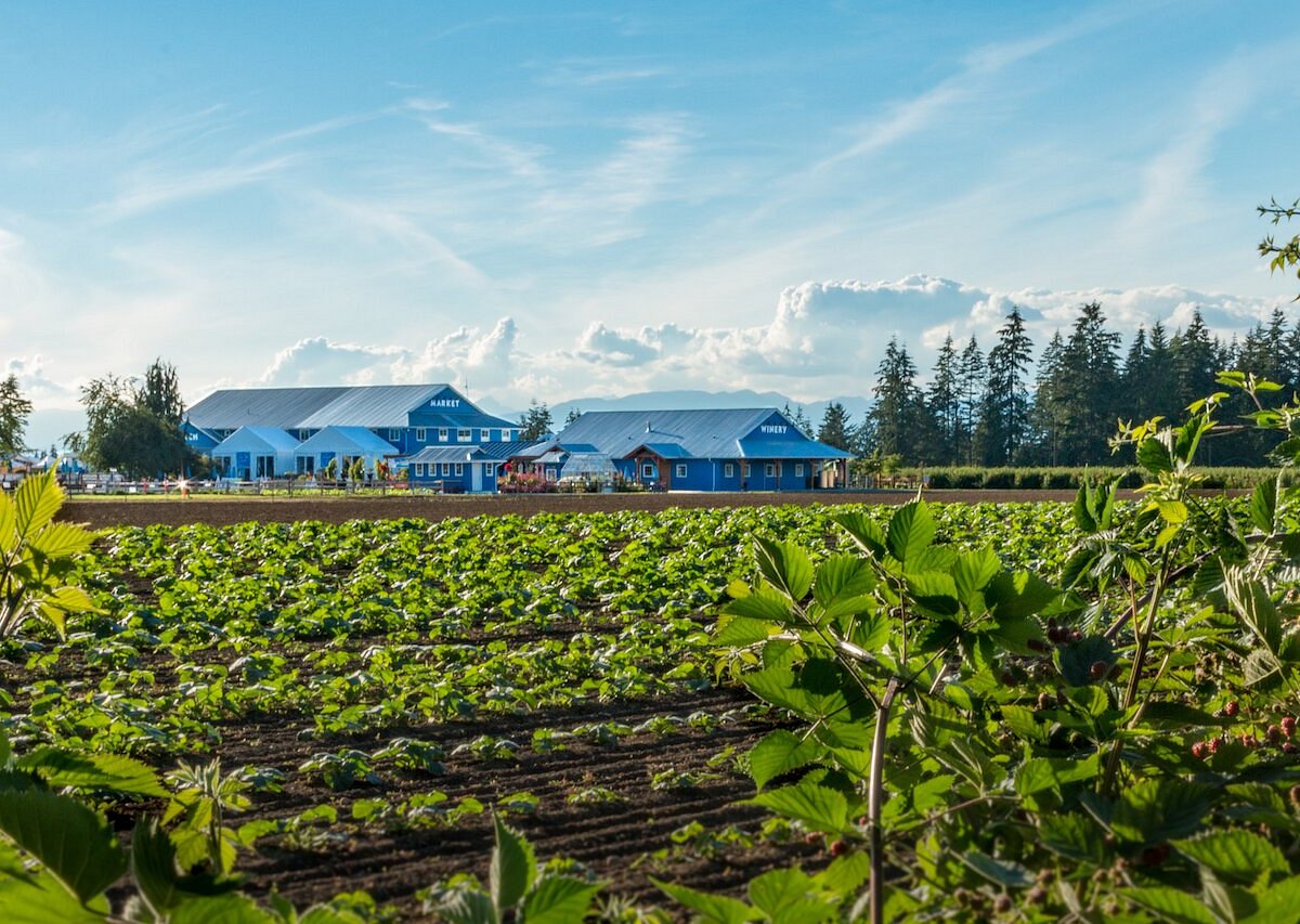 Berry farm. Farmer's Estate.