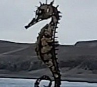 Statue Of A Seahorse