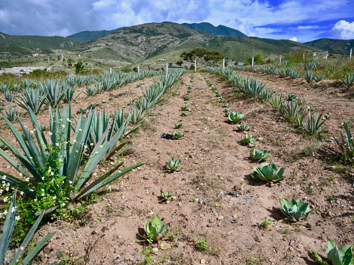 LAS BUGAMBILIAS TOURS (Oaxaca) - All You Need to Know BEFORE You Go