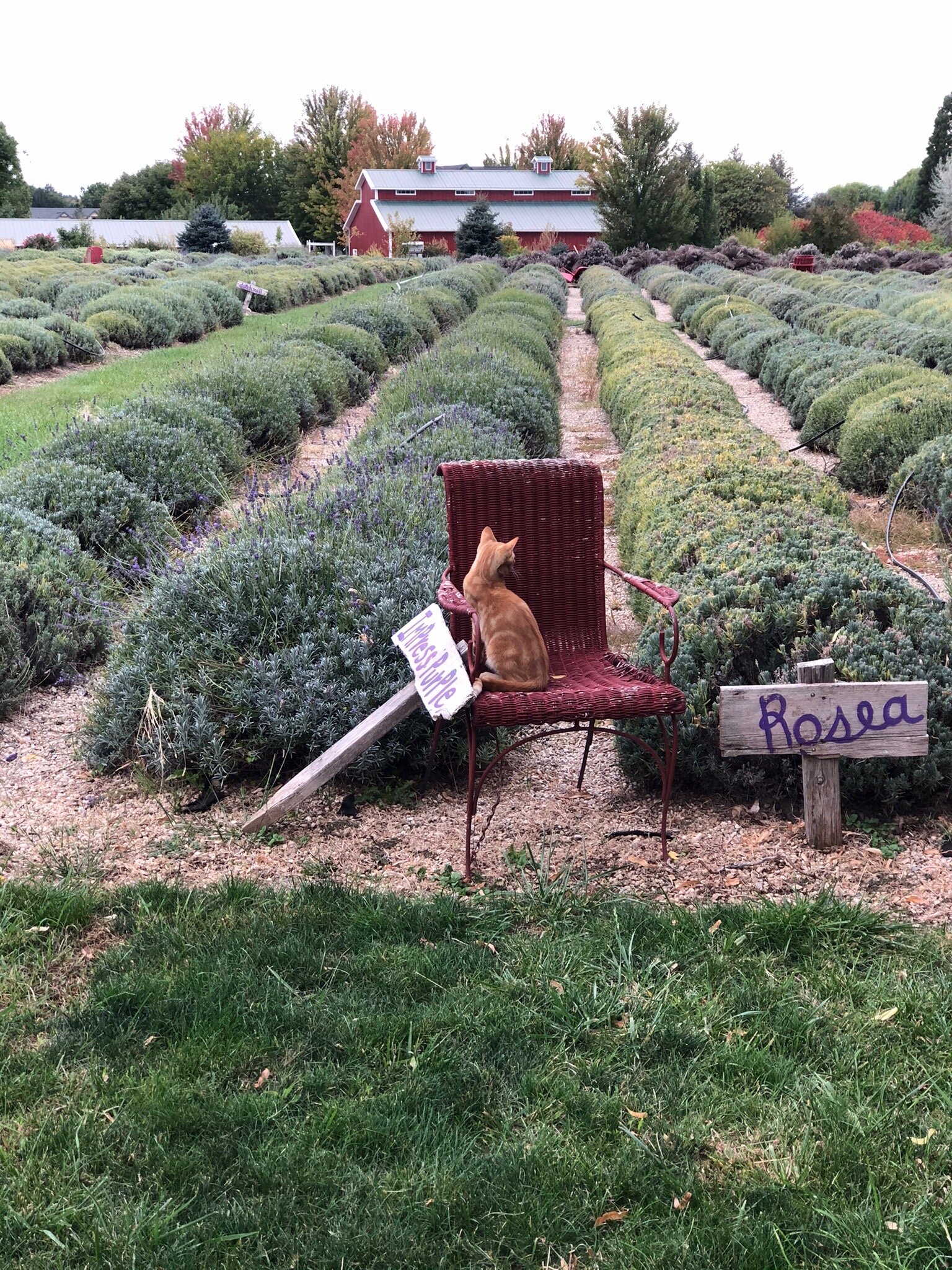 RED CHAIR LAVENDER Eagle 2023 Qu Saber Antes De Ir Lo M S   Photo0jpg 