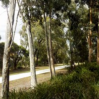 path past shade trees