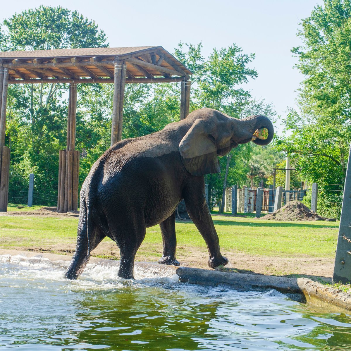 Jacksonville Zoo & Gardens - Alles wat u moet weten VOORDAT je gaat ...