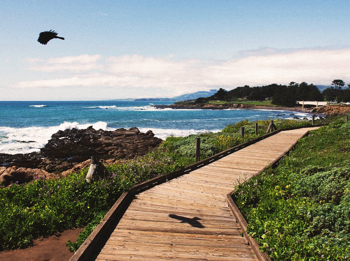 A bird flies over a wooden path near the beach