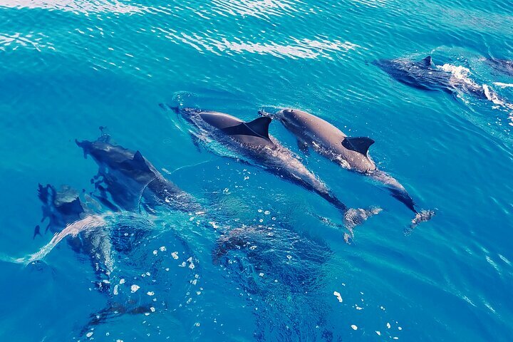 2025年 Indigo Ocean Hawaii - 出発前に知っておくべきこと