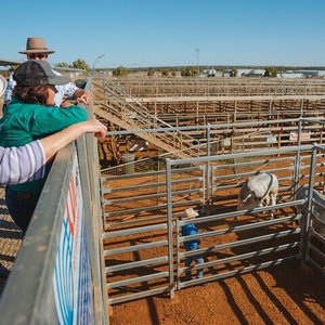 JUDD'S LAGOON (Yuleba) - 2022 What to Know BEFORE You Go