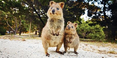 chipmunks