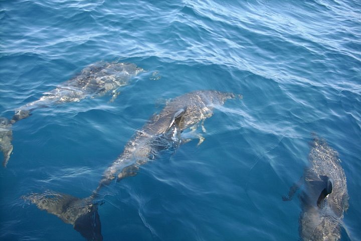 dolphin tours brevard county