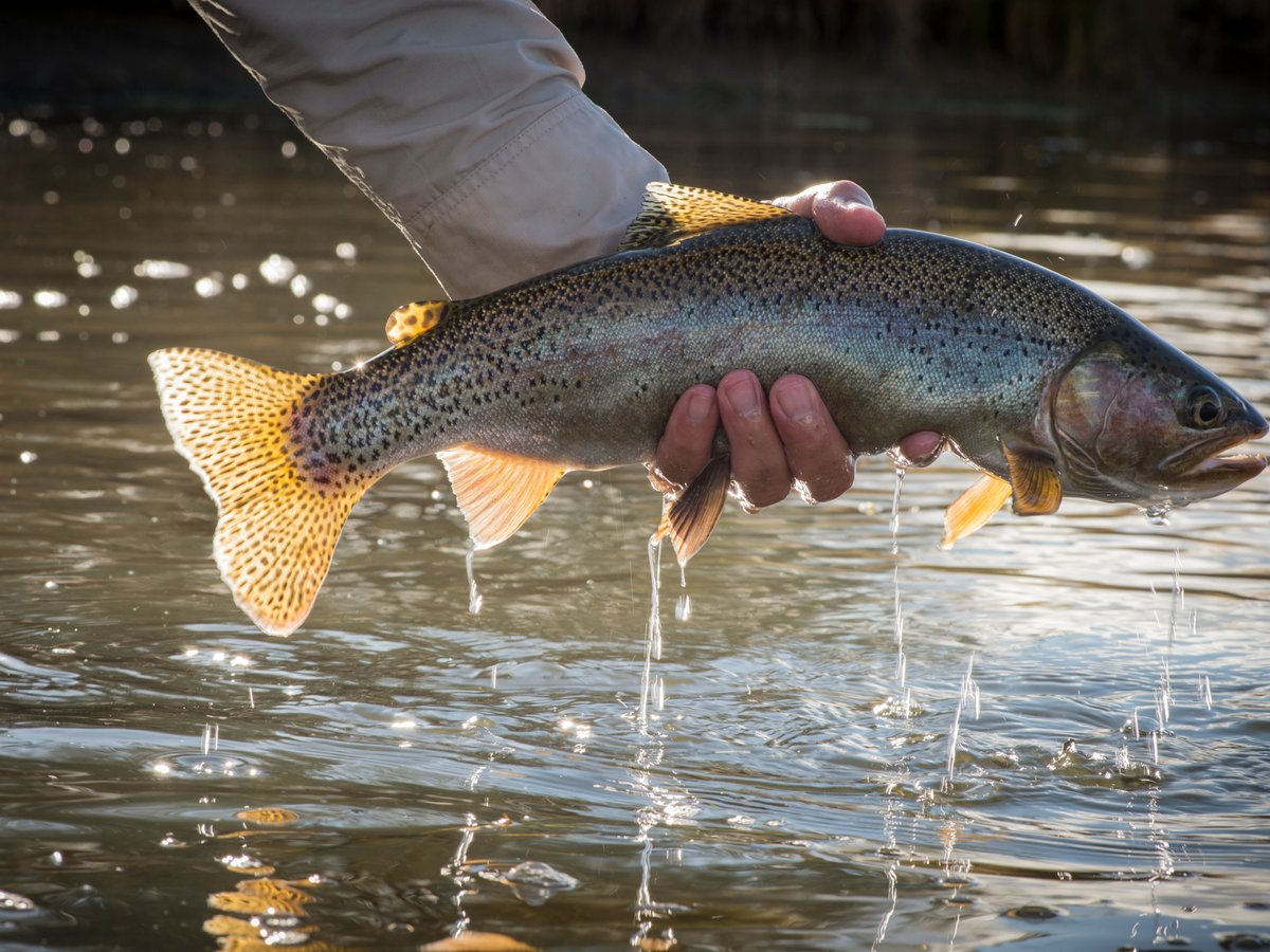 Crazy Rainbow Fly Fishing - All You Need To Know Before You Go (2024)