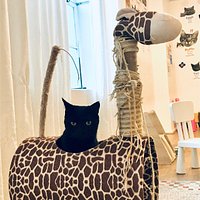 There are all different play areas, this one has cat trees and toys on a giant rug