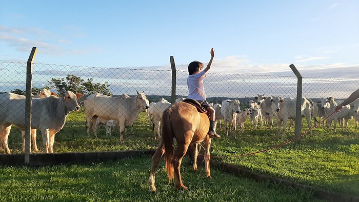 Telefone de Pet Shop Banho São Geraldo - Pet Shop Próximo a Mim