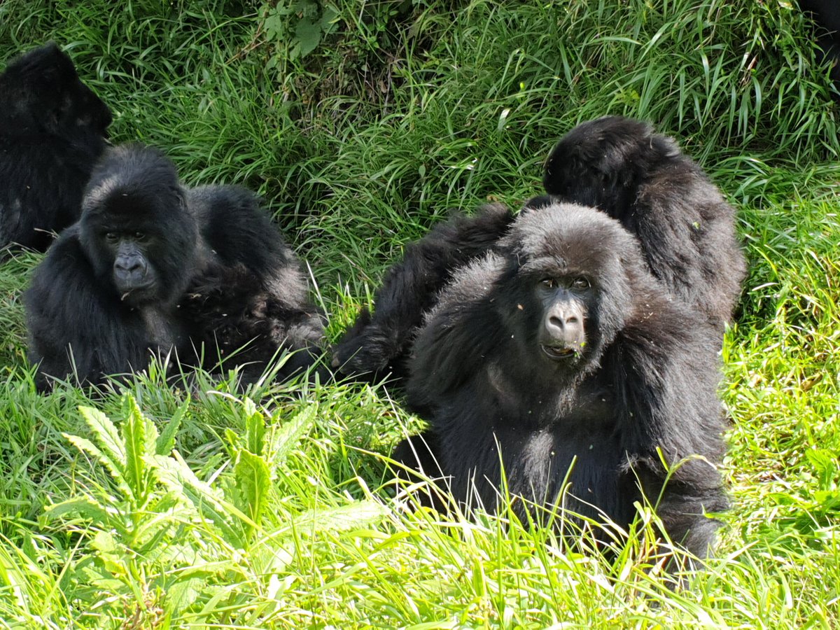 safari 2 gorilla tours ltd
