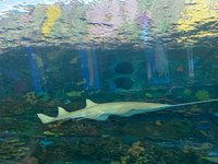 Ripley's Aquarium of Canada on X: Whether you're hooked or still