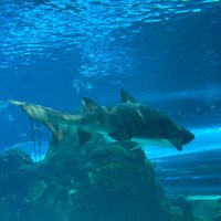 Ripley's Aquarium of Canada - All You Need to Know BEFORE You Go (2024)