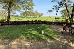 Monos ladrones: fotografía de Amboseli Serena Safari Lodge, Amboseli  National Park - Tripadvisor