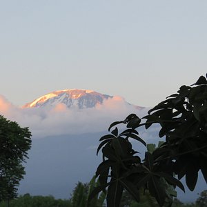 Kilimanjaro White House Hotel in Moshi, image may contain: Vegetation, Nature, Outdoors, Rainforest