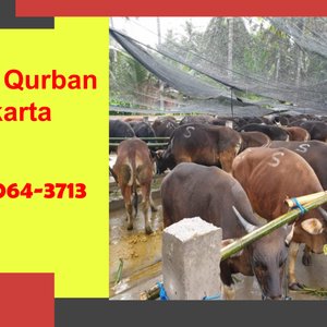 WA 0878-8064-3713, Pedagang Sapi Qurban Di  Jagakarsa Pedagang Sapi Qurban Di Daerah Jakarta Selatan, Pedagang Sapi Qurban Di Kawasan Jakarta Timur, Pedagang Sapi Qurban Di Jakarta Utara, Pedagang Sapi Qurban Di Area Jakarta Barat, Pedagang Sapi Qurban Di Wilayah Jakarta Pusat, Pedagang Sapi Qurban Di Sekitar Jakarta Selatan 