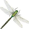 Green Dragonfly Girl