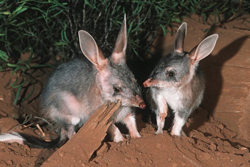 Where to see bilbies in WA Australia Alice Springs Wildlife Park