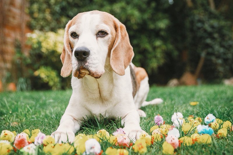 Easter events near Melbourne, VIC Easter egg hunt with dogs