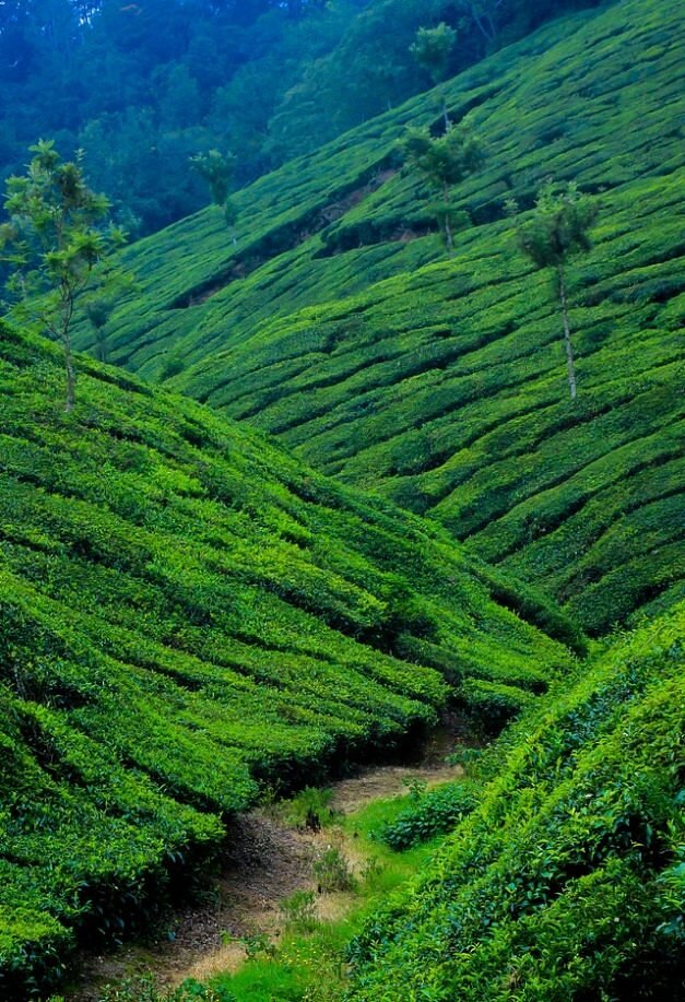 Munnar Kerala