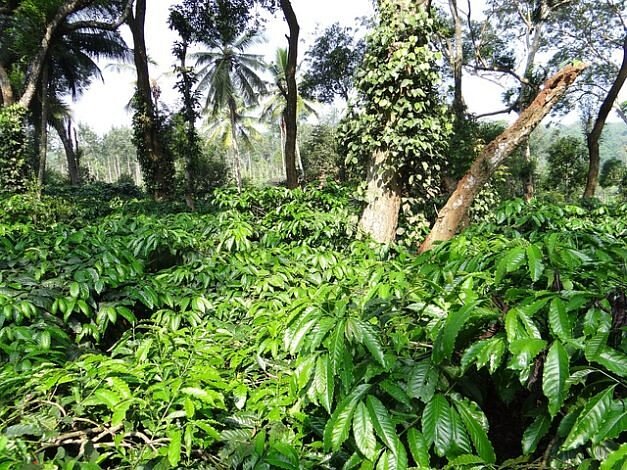 coorg karnataka hill station