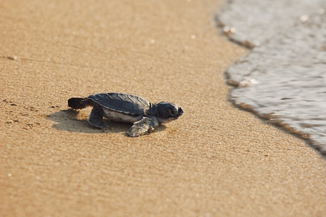 8 cute animals in Australia and where to see them in the wild - Tripadvisor